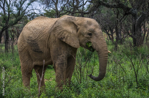 Elephant in the wild at  the Welgevonden Game Reserve in South Africa