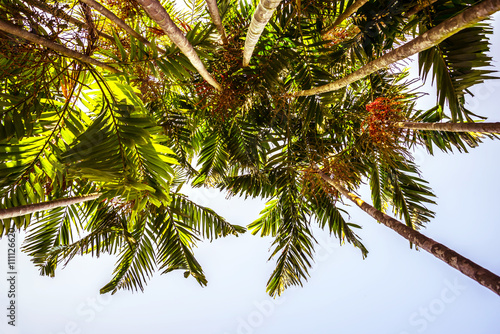 tropical palms - Stock Image 