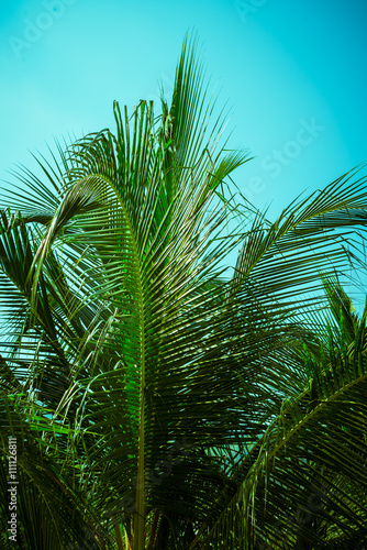 Palm leaves branch on the blue sky background. Tropical Background.