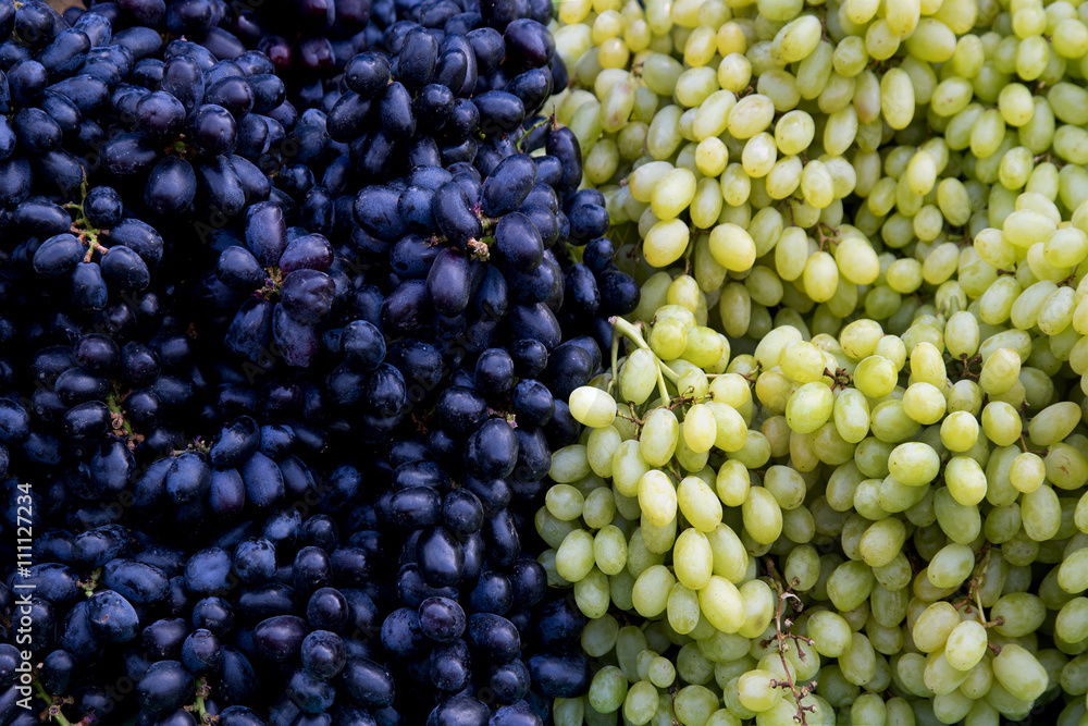 Red wine grapes background/ dark grapes, blue grapes , Red Grape , Vitis vinifera L. , VITACEAE , Cardinal Grape , Emperor Grape Red wine grapes background/ dark grapes, blue grapes , Red Grape , Vitis vinifera L. , VITACEAE , Cardinal Grape , Emperor Grape