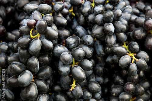 Red wine grapes background/ dark grapes, blue grapes , Red Grape , Vitis vinifera L. , VITACEAE , Cardinal Grape , Emperor Grape