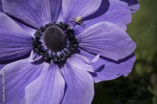 Wallpaper Mural Blue Anenome with Crab Spider Torontodigital.ca