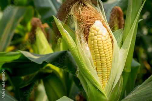 Closeup corn on the stalk photo