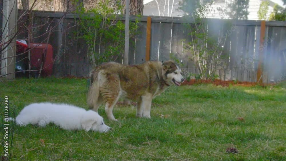 Bigger older Malamute dog teaches silly Great Pyrenees puppy a lesson