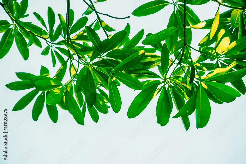Green leaves and blue sky Green leaves and blue sky