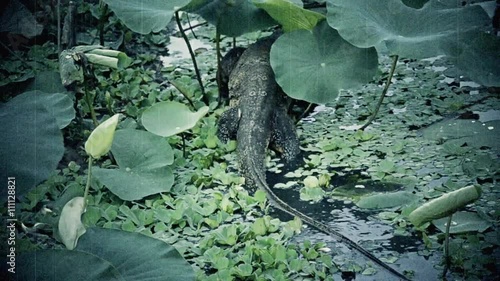 Old raw footage retro film grain of giant Lizard monster is crawling through a lotus pond in tropical swamp in HD.  photo