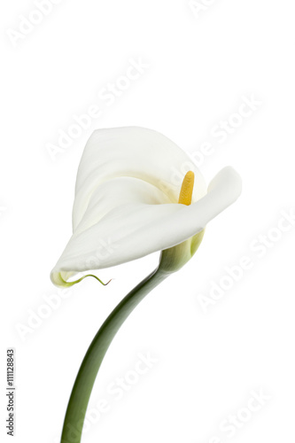 lily flower against white.