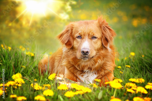 Hund auf Wiese