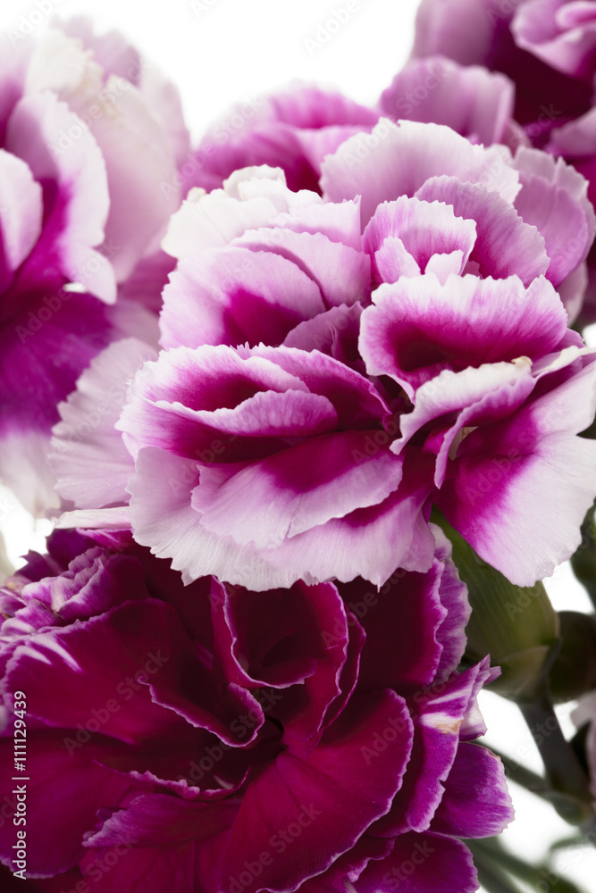 close up image of carnation