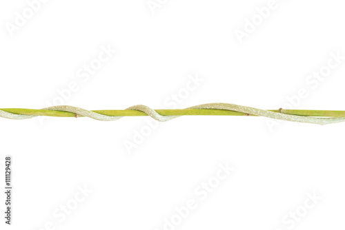 Close up of vine isolated on white.  This has clipping path..