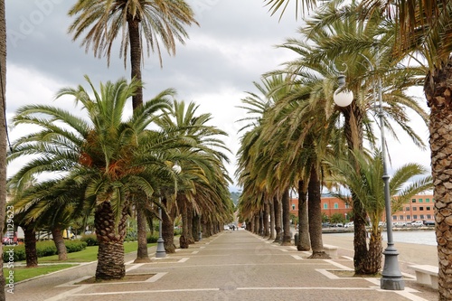 Palm alley in La Spezia at the Mediterranean Sea, Italy