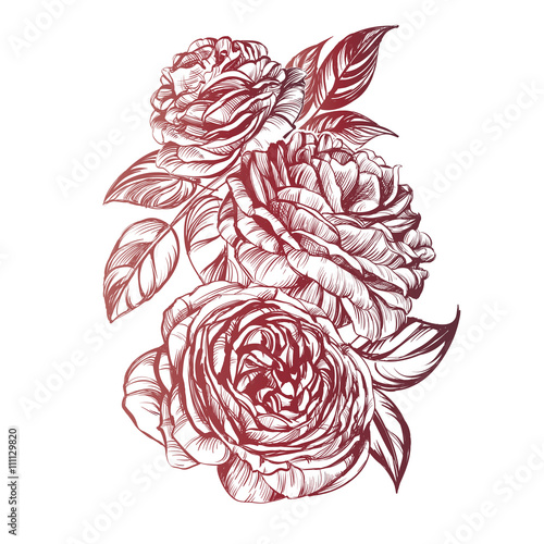 floral blooming rose branch vector illustration  sketch