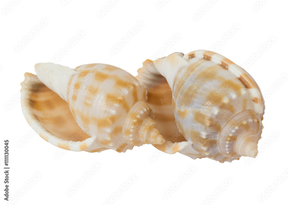 two spiral seashells isolated on white background