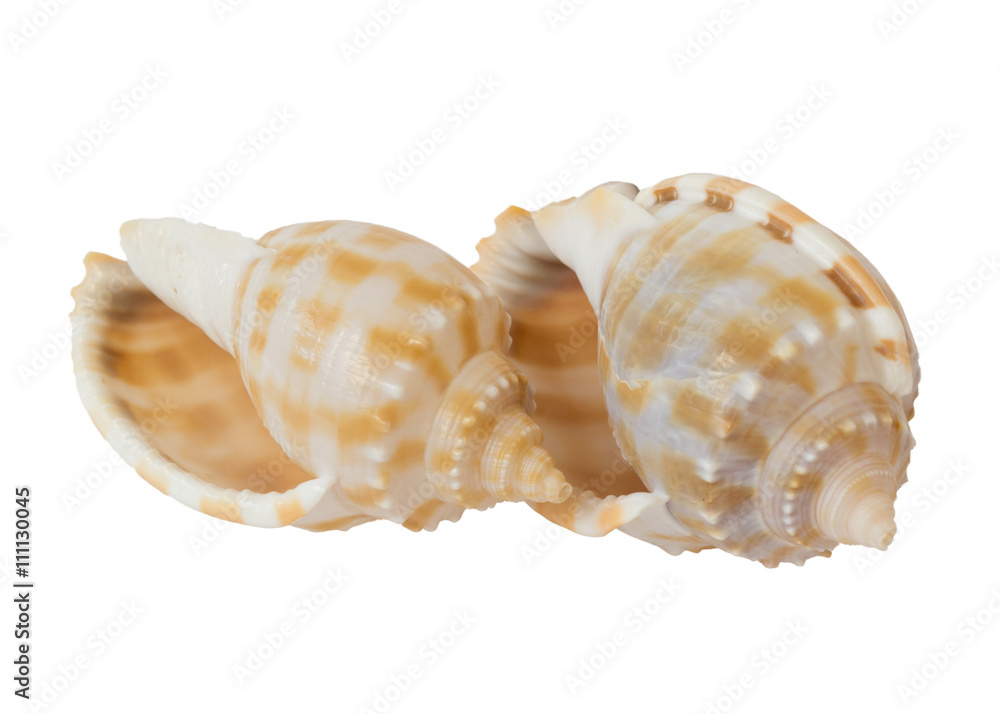 two spiral seashells isolated on white background two spiral seashells isolated on white background