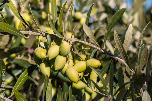 closeup of unripe kalamata olives on olive tree branch