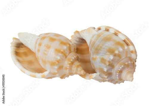 two spiral seashells isolated on white background