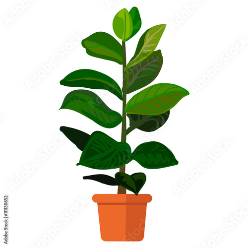 Vector illustration plant in pot. Rubber plant in pot