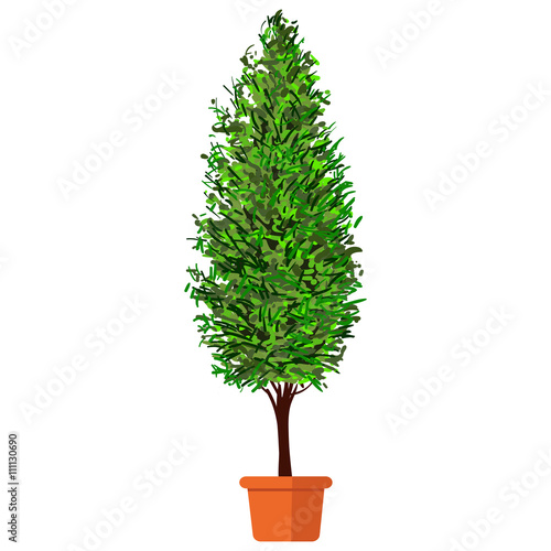 Vector illustration plant in pot. Thuja. 