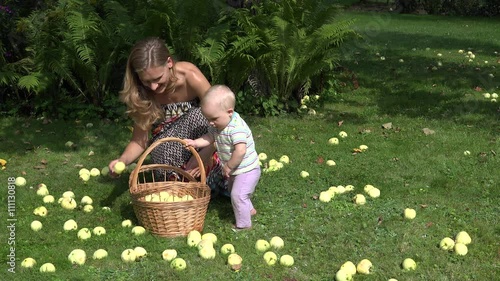 Adorable baby helps his young mother picking windfall apples fruits to wicker basket in garden. 4K