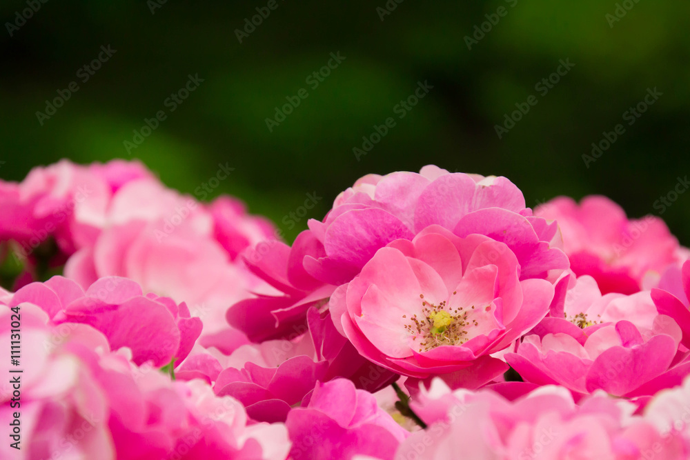 Pink small roses
