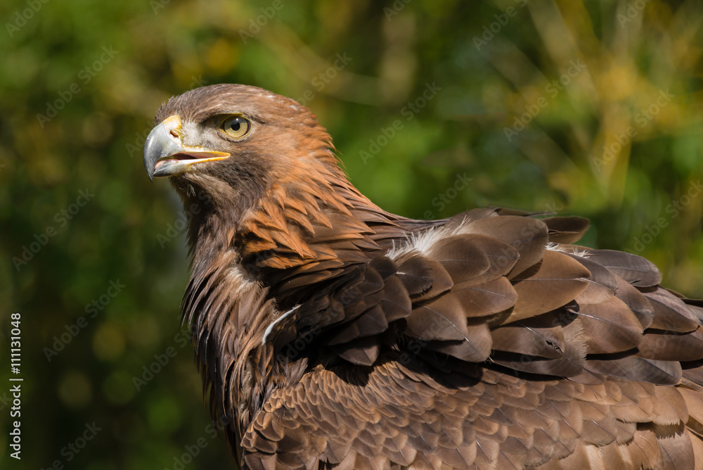 Fototapeta premium Three quarter close up portrait of a golden eagle