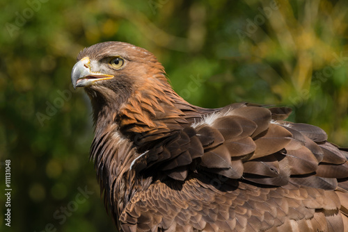 Three quarter close up portrait of a golden eagle