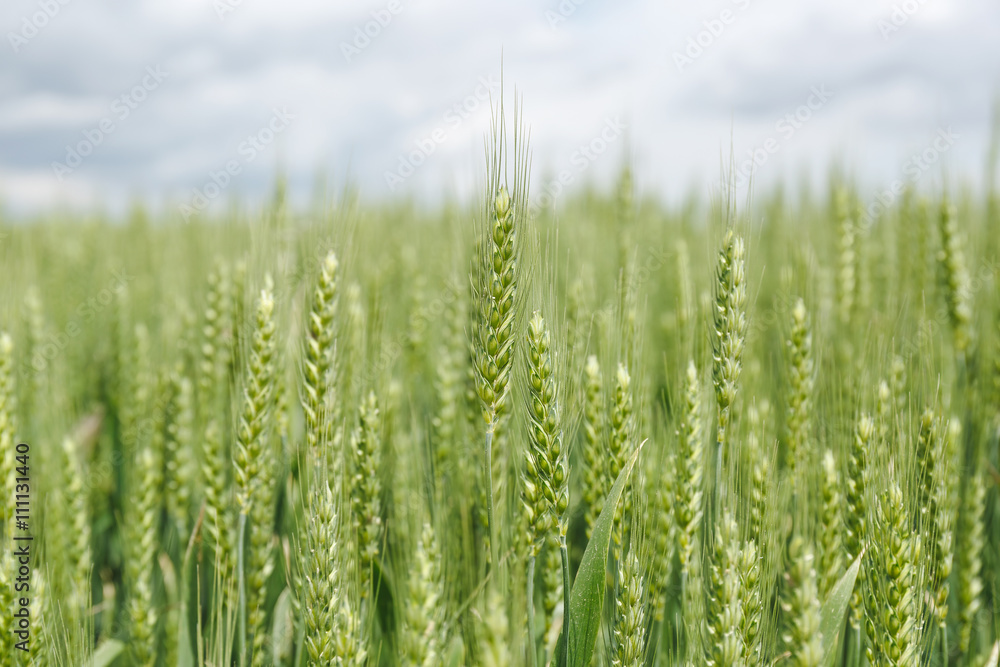 Field of wheat in spring. Heads of wheat in a green crop, close up Field of wheat in spring. Heads of wheat in a green crop, close up