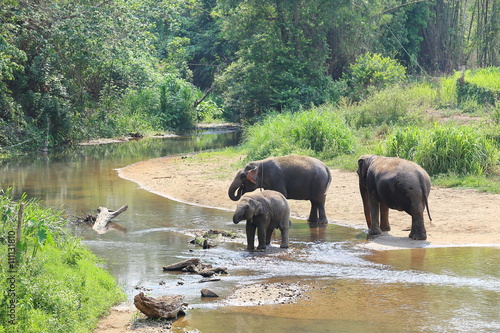 Elephant splashing with water while taking a bath