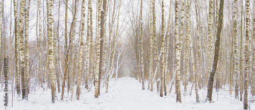 Panorama of winter forest with trees covered snow