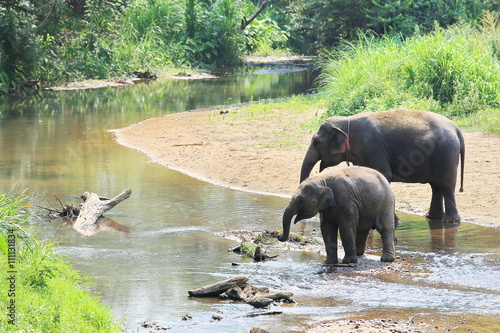 Elephant splashing with water while taking a bath