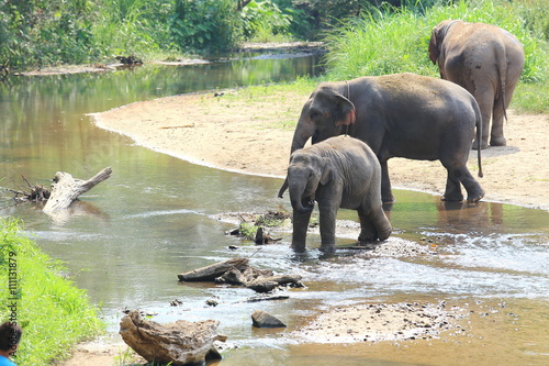 Elephant splashing with water while taking a bath