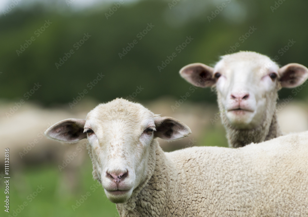 Two Lambs Looking. With Green Blurry Background