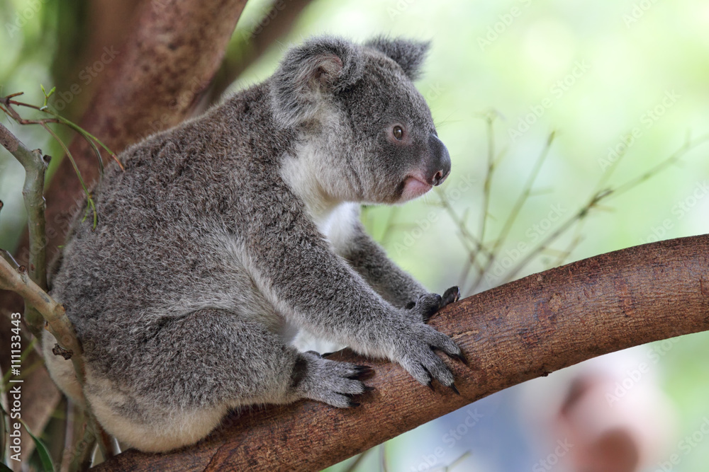 Fototapeta premium Koala (Phascolarctos cinereus)