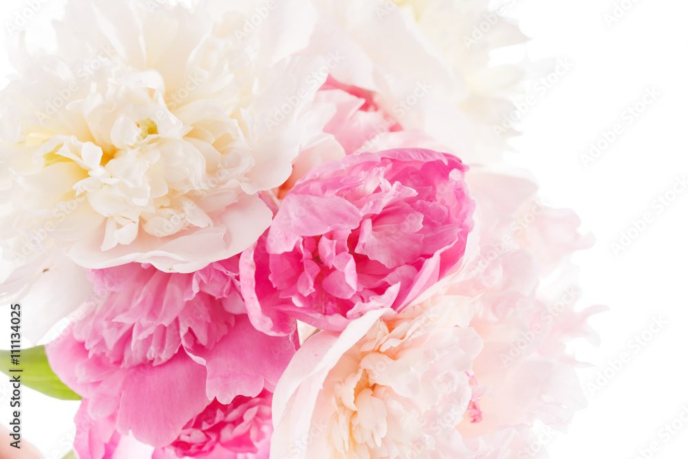 peony on the white peony on the white