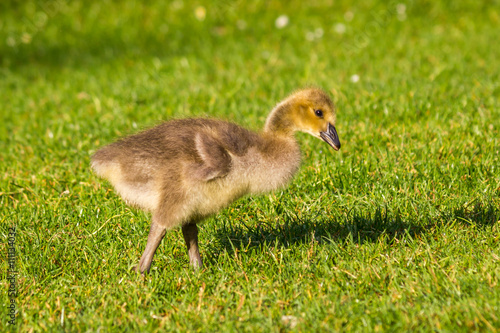 Gosling in the Grass - A newborn Canada Goose