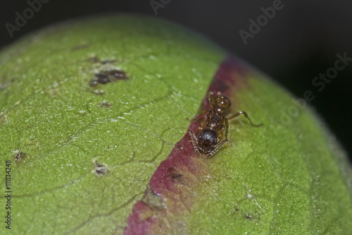 Ant on flower bud, Ameise auf Blütenknospe photo