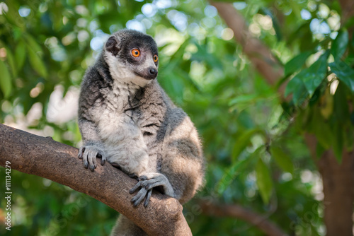 Mongoose Lemur in a tree branch photo
