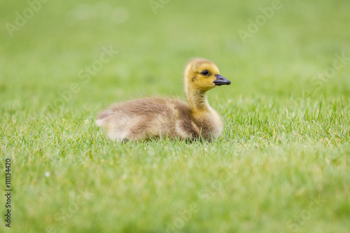 Gosling in the Grass - A newborn Canada Goose