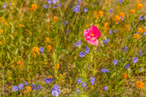 red poppy flower in the garden