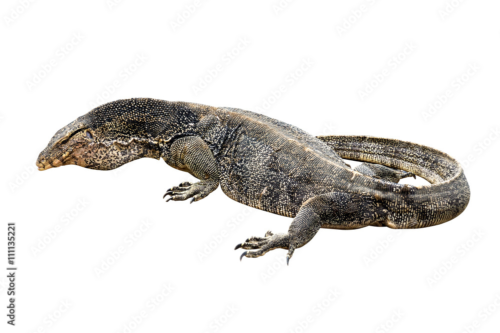 Obraz premium Komodo dragon (Varanus komodoensis)