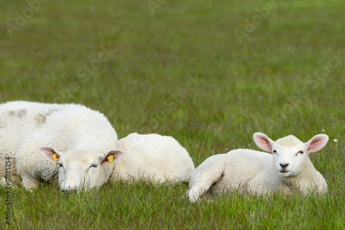 Ewe and two white lamb lying on the meadow
