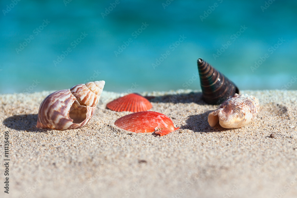 Idyllic scene with shells on the sandy beach Idyllic scene with shells on the sandy beach