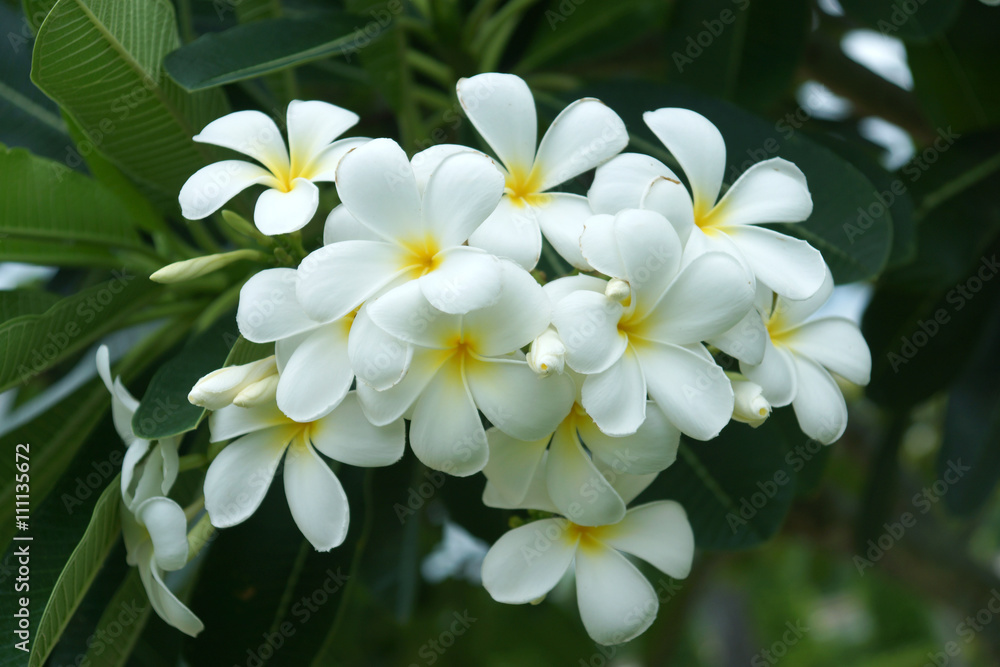 White flowers are fragrant relaxing. White flowers are fragrant relaxing.