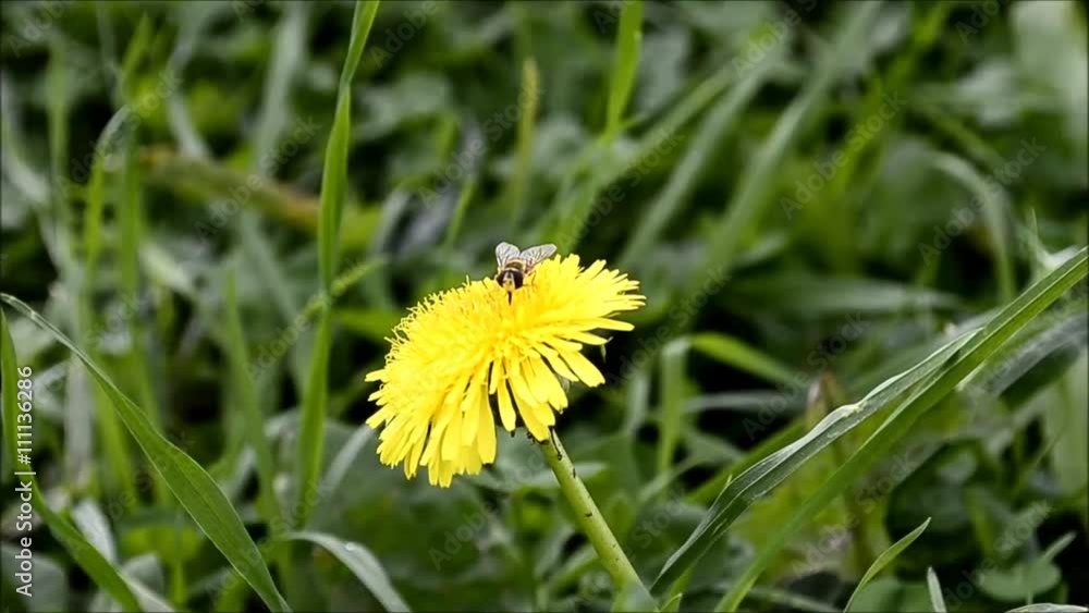 Fly collects pollen on flower of the dandelion Fly collects pollen on flower of the dandelion