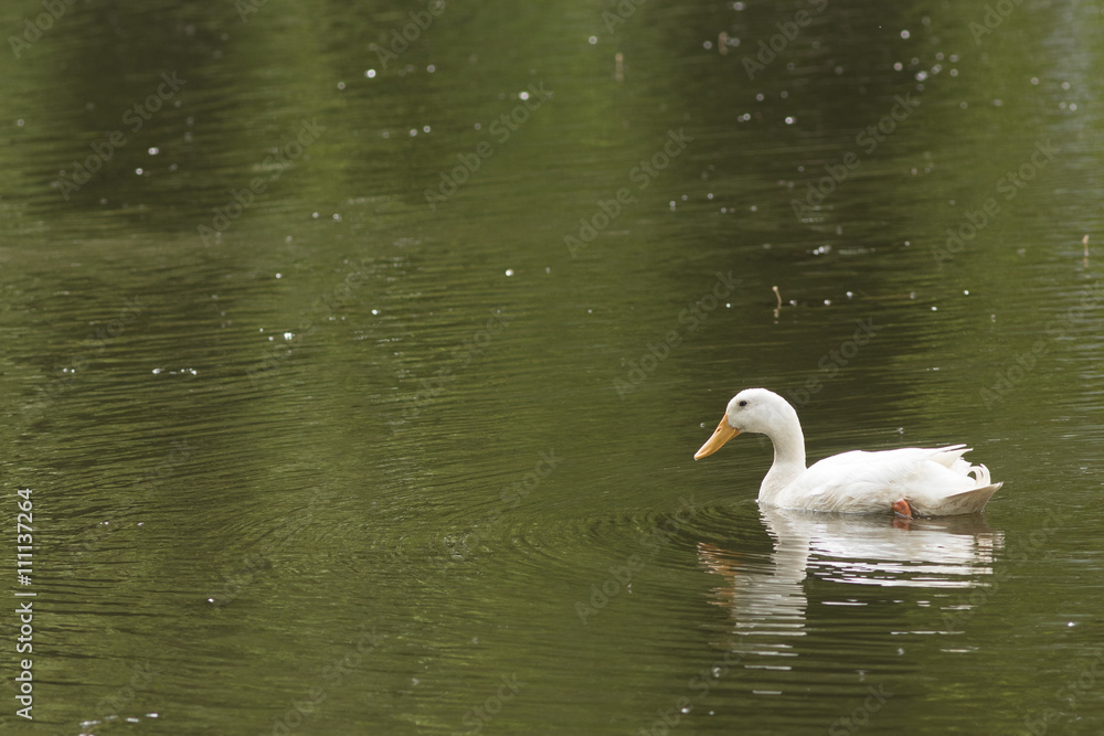 Fototapeta premium Canard blanc