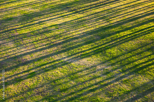 Abstract natural background with trees shadows