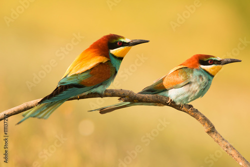 Pair of bee-eaters