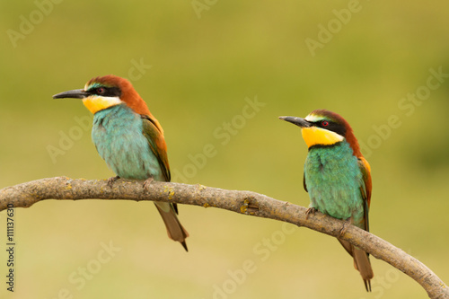 Pair of bee-eaters