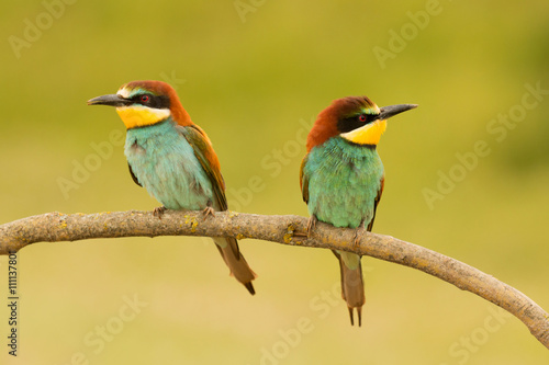 Pair of bee-eaters © Gelpi