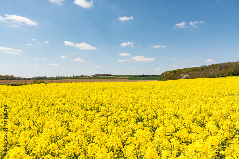Cultivated yellow raps field in France Cultivated yellow raps field in France